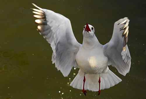 昆明翠湖公园  人鸟和谐