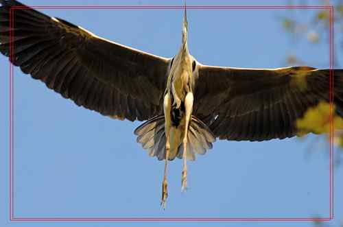 黑龙江省有座鹭鸶岛