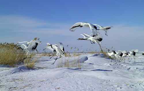 冬天的鹤——冰天雪地的丹顶鹤
