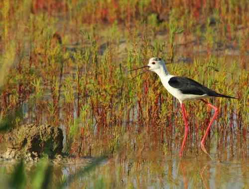 观鸟－－黑翅长腿鹬