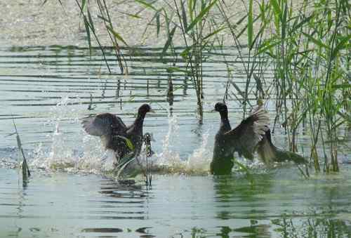 观鸟－－骨顶鸡