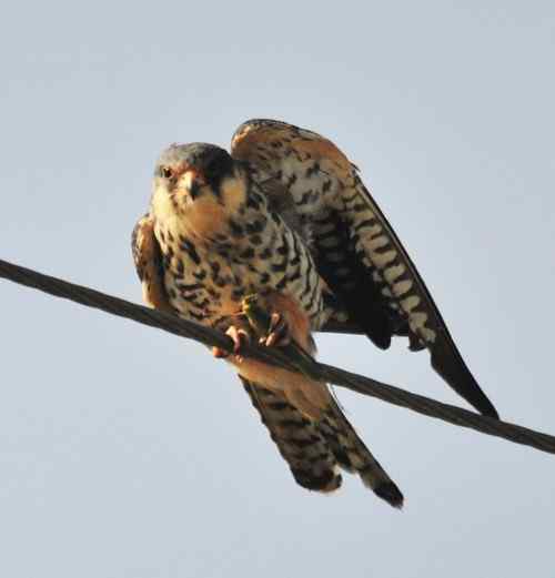 阿穆尔隼站在电线上