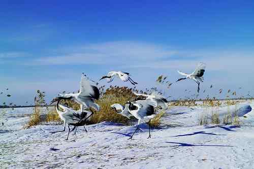 冬天的鹤——冰天雪地的丹顶鹤