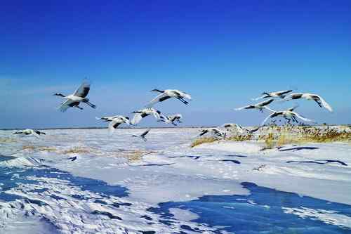 冬天的鹤——冰天雪地的丹顶鹤