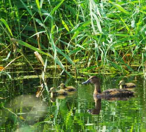 观鸟－－野鸭子
