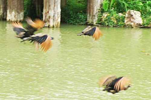 西双版纳森林公园孔雀放飞