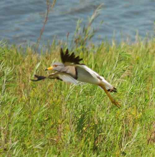观鸟－－灰头麦鸡