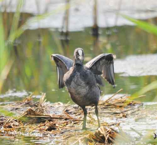 观鸟－－骨顶鸡