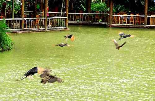 西双版纳森林公园孔雀放飞