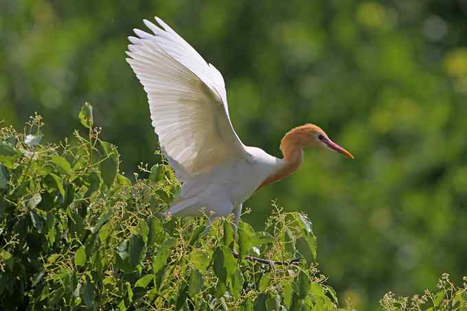 宁波大学拍鸟记 宁波大学拍鸟记