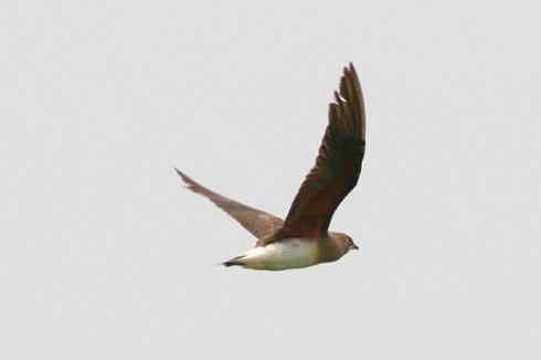 杭州湾湿地拍到的普通燕鸻