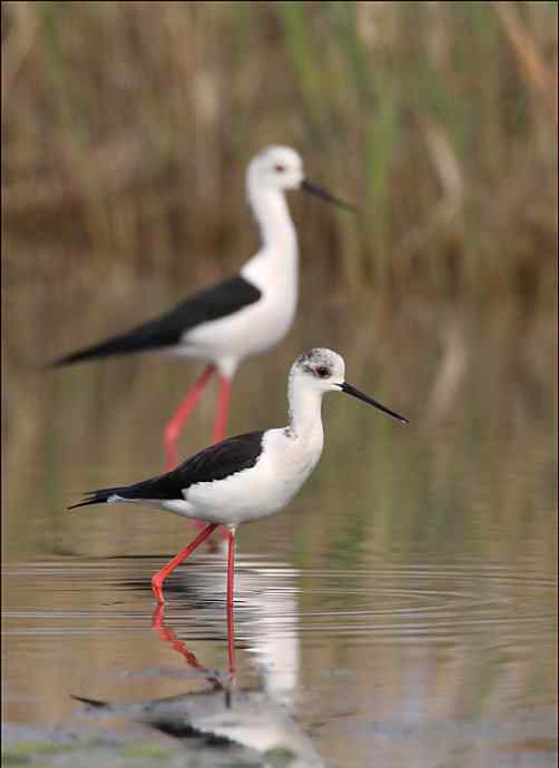 鸟越来越难拍了 鸟越来越难拍了