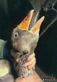 法国鹅肝 极度残忍