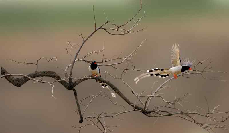 伯劳先生《邢台野生鸟类漫谈》