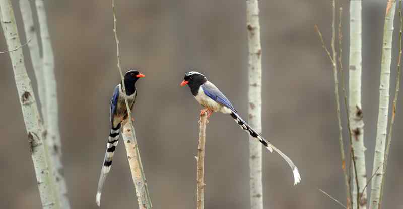 伯劳先生《邢台野生鸟类漫谈》 伯劳先生《邢台野生鸟类漫谈》
