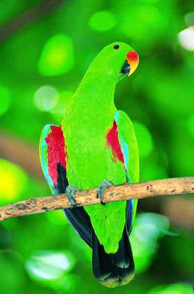 漂亮的野生鹦鹉