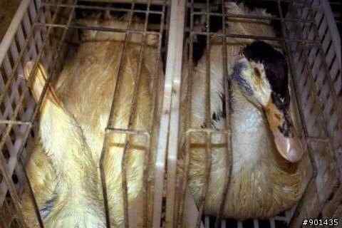 法国鹅肝 极度残忍