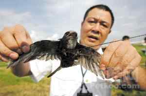 昆明机场驱鸟忙 建成鸟类展览馆