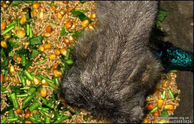 福州国家森林公园的珍稀禽兽