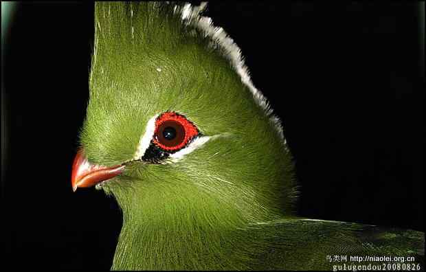 福州国家森林公园的珍稀禽兽