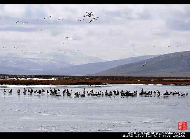 青海隆宝滩是珍禽的天堂