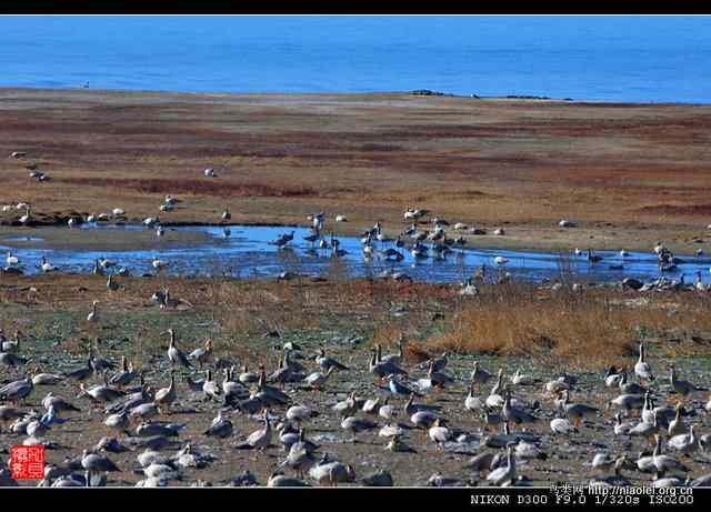 青海湖鸟岛上的斑头雁(6p) 