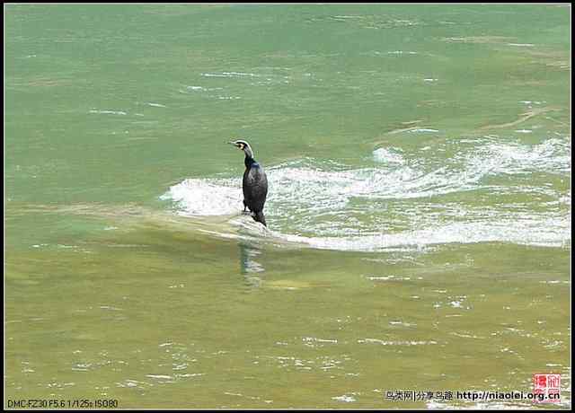 【加贝先生原创摄影】 渔鹰来到通天河(16p)