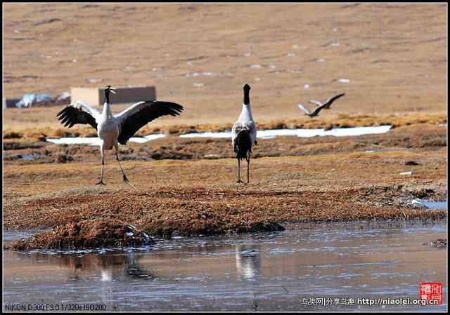 青海隆宝滩的灰鹤和黑颈鹤