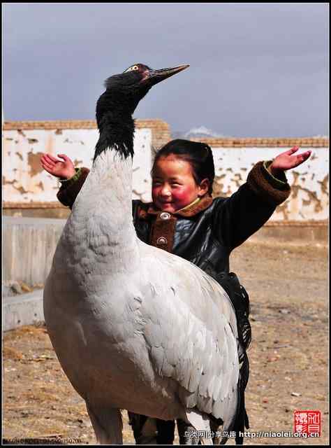 青海隆宝滩的灰鹤和黑颈鹤