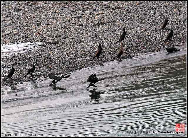 青海隆宝滩的灰鹤和黑颈鹤