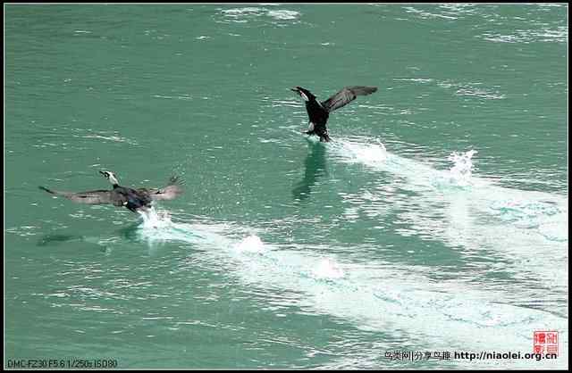 【加贝先生原创摄影】 渔鹰来到通天河(16p)