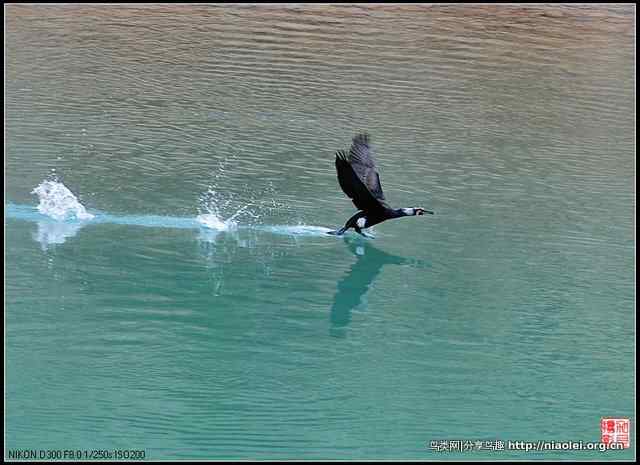 【加贝先生原创摄影】 渔鹰来到通天河(16p)