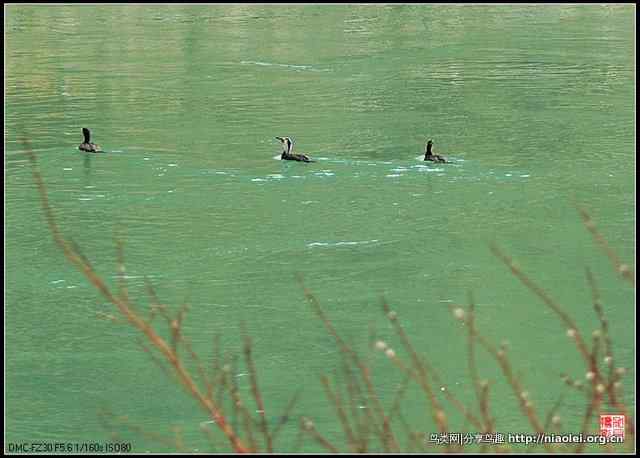 【加贝先生原创摄影】 渔鹰来到通天河(16p)