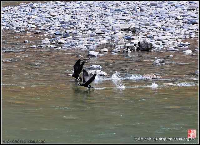 【加贝先生原创摄影】 渔鹰来到通天河(16p)