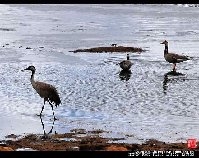 青海隆宝滩是珍禽的天堂