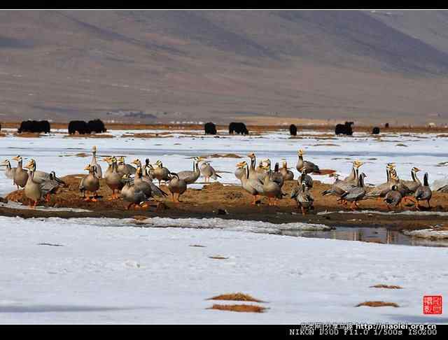 青海隆宝滩是珍禽的天堂