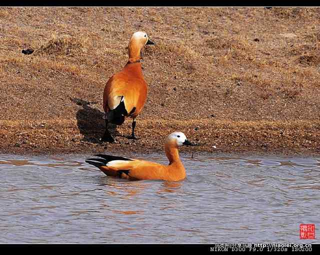 青海隆宝滩是珍禽的天堂