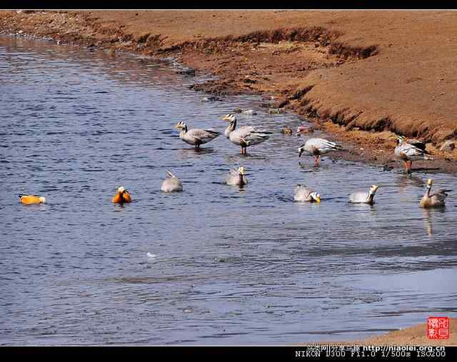青海隆宝滩是珍禽的天堂
