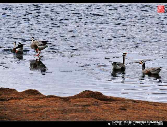 青海隆宝滩是珍禽的天堂