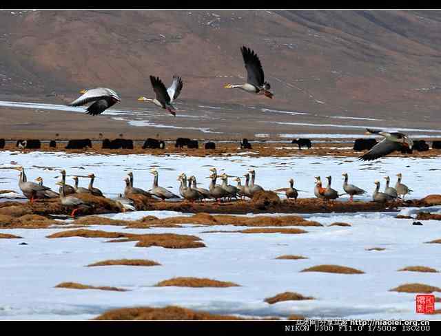 青海隆宝滩是珍禽的天堂