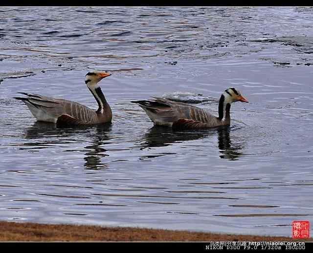 青海隆宝滩是珍禽的天堂