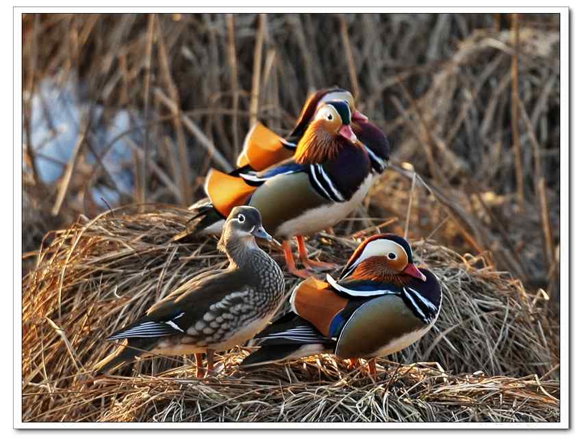 几百只野生鸳鸯!!!不敢相信自己的眼睛