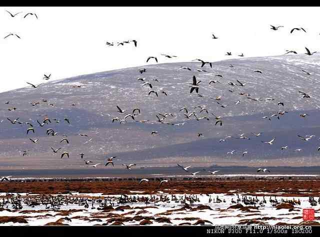青海隆宝滩是珍禽的天堂