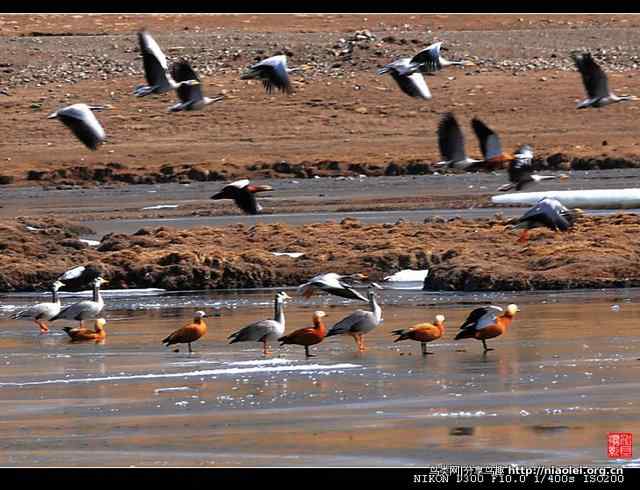 青海隆宝滩是珍禽的天堂 青海隆宝滩是珍禽的天堂