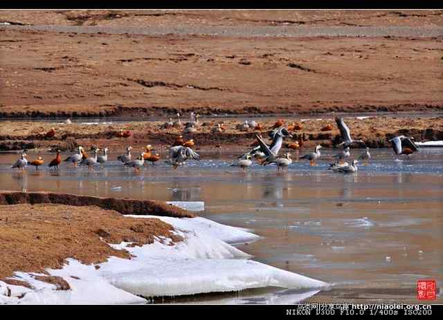 青海隆宝滩是珍禽的天堂