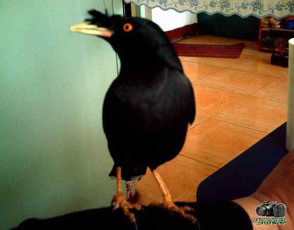 [组图]我家的八哥