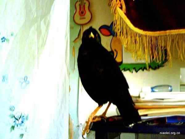 [组图]我家的八哥