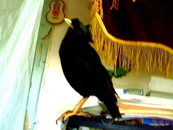 [组图]我家的八哥