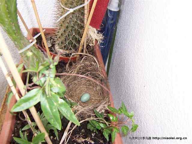 家有乌鸫添家口