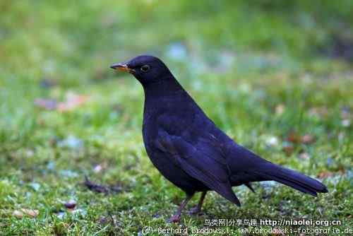 家有乌鸫添家口